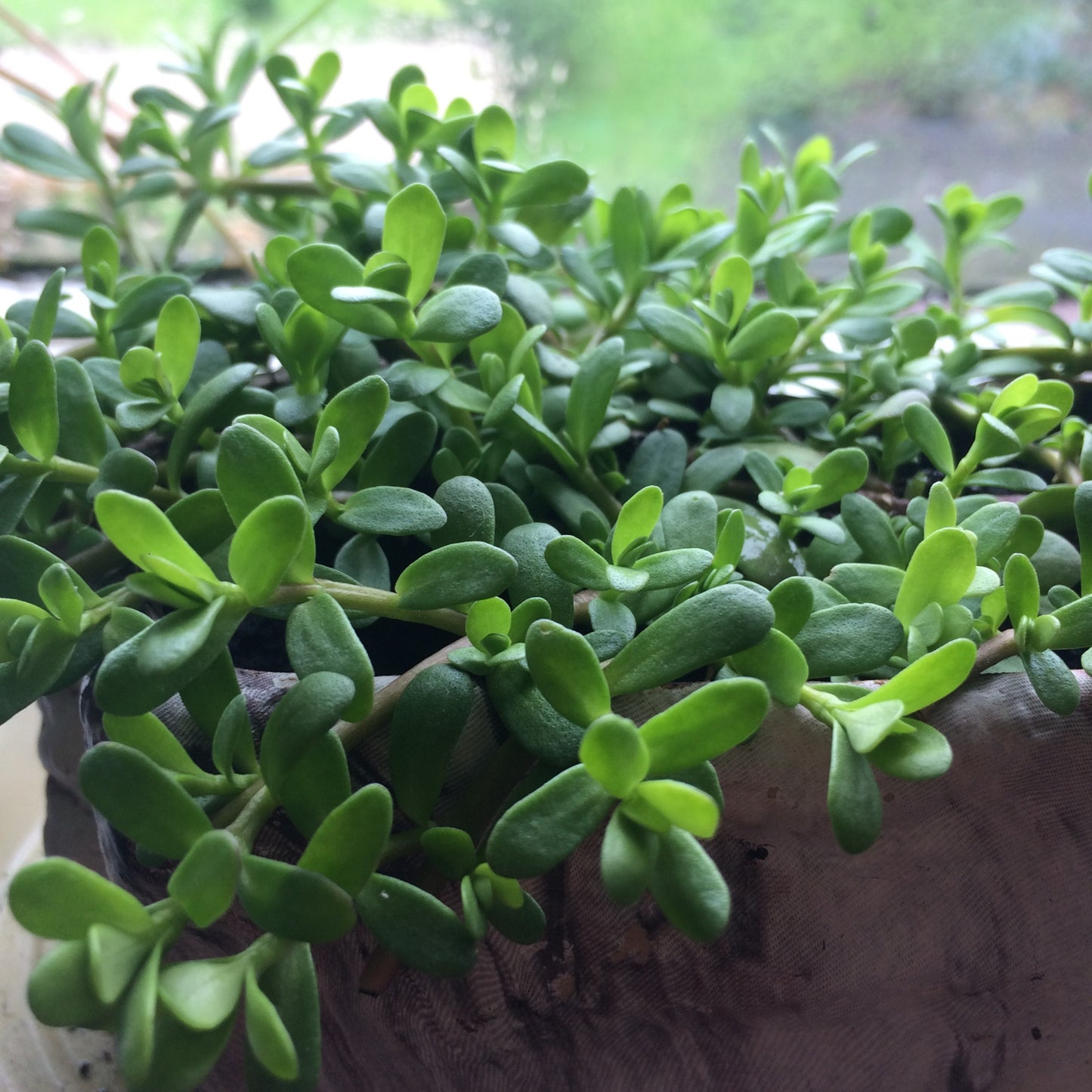 Bacopa monnieri plant